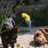Υπ. Αγροτικής Ανάπτυξης: Ο βασανισμός ζώου μετατρέπεται σε κακούργημα - Eordaialive.com