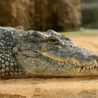 Σπάνιο στιγμιότυπο: Κροκόδειλος μεταφέρει τα 100 παιδιά του στην πλάτη του