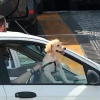Eordaialive.com - Τα Νέα της Πτολεμαΐδας, Εορδαίας, Κοζάνης Απαγόρευση κυκλοφορίας: ΙΧ και σκυλιά -Τι ισχύει για τις βόλτες και το αυτοκίνητο