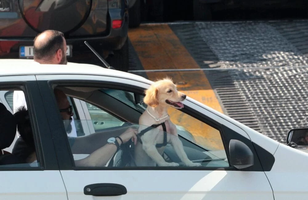 Eordaialive.com - Τα Νέα της Πτολεμαΐδας, Εορδαίας, Κοζάνης Απαγόρευση κυκλοφορίας: ΙΧ και σκυλιά -Τι ισχύει για τις βόλτες και το αυτοκίνητο