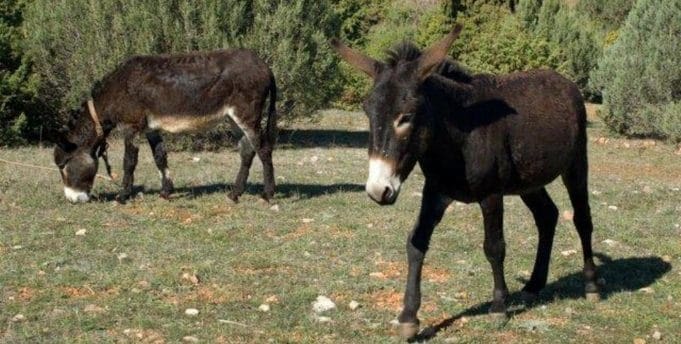 Κοζάνη: Η Φάρμα που παράγει γάλα γαϊδούρας, στην Οινόη κατακτά νέες αγορές - Eordaialive.com