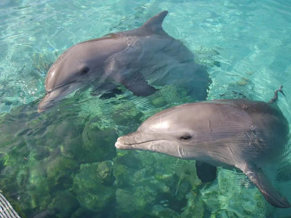 Θεσσαλονίκη: Δελφίνια έκαναν την εμφάνισή τους στον Θερμαϊκό (βίντεο)