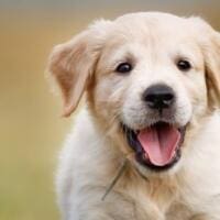 300 ευρώ πρόστιμο σε όποιον βγάζει βόλτα τον σκύλο του χωρίς λουρί - Eordaialive.com
