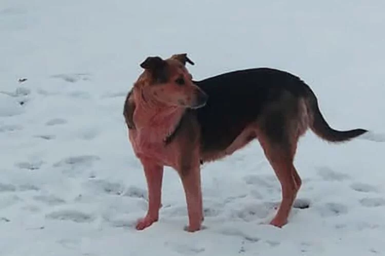 Μυστήριο σε πόλη της Ρωσίας: Δεκάδες σκυλιά έγιναν…ροζ και γαλάζια