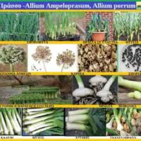 Πράσσο -Allium Ampeloprasum, Allium porrum- ΦΥΤΑ ΑΠΟ ΤΟΥΣ ΑΓΡΟΥΣ & ΤΙΣ ΠΑΛΙΕΣ ΑΥΛΕΣ ΤΗΣ ΚΟΖΑΝΗΣ