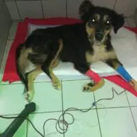 Συγκίνηση στον Βόλο: Σκύλος έγινε εθελοντής αιμοδότης!