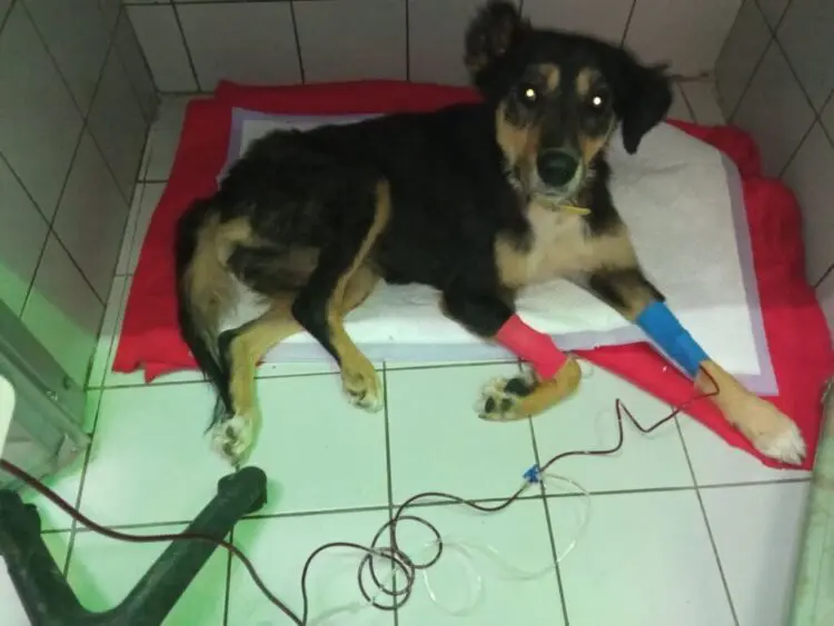 Συγκίνηση στον Βόλο: Σκύλος έγινε εθελοντής αιμοδότης!