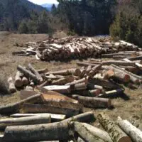 Συνελήφθη 25χρονος σε δασική περιοχή της Καστοριάς για παράβαση της δασικής νομοθεσίας
