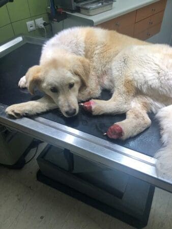 Αγρίνιο: Μήνυση της Φιλοζωικής Οργάνωσης για σοκαριστικό περιστατικό με σκυλάκι (ΦΩΤΟ)