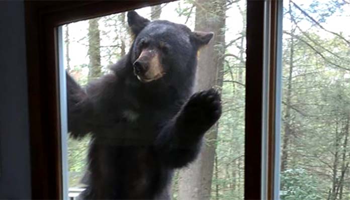 bear window