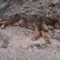 Νεκρά ζώα εντόπισε μέλος του Κυνηγετικού Συλλόγου Κοζάνης