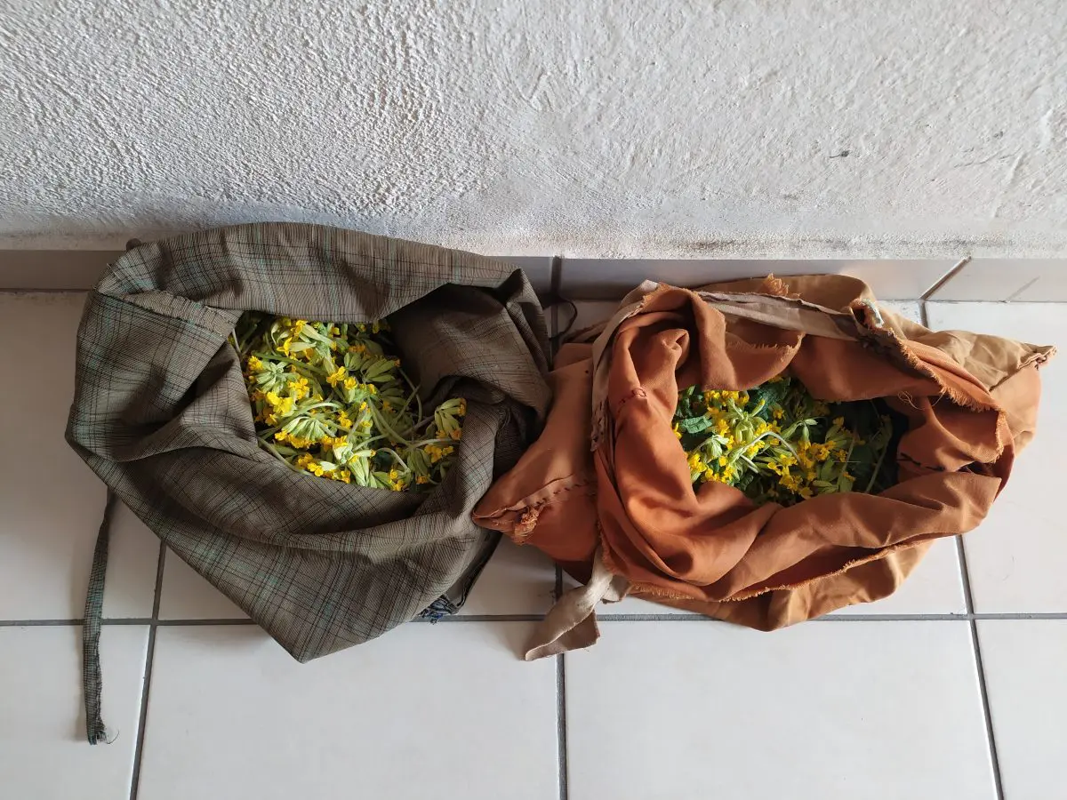 Σύλληψη δύο ατόμων σε περιοχή του ορεινού όγκου της Καστοριάς για παράνομη συλλογή ποσότητας αρωματικού-θεραπευτικού φυτού