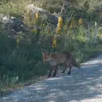 Μια ατρόμητη αλεπού στην Καστοριά (βίντεο)
