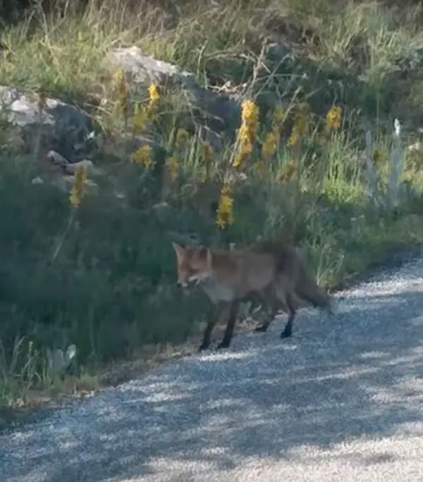 Μια ατρόμητη αλεπού στην Καστοριά (βίντεο)