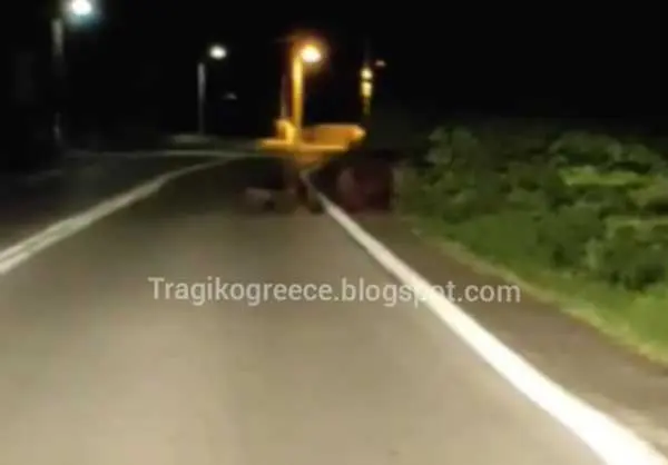 Αρκούδα με τρία μικρά αρκουδάκια έκανε την εμφάνισή της στο δρόμο στην περιοχή της Πέτρας.Δείτε βίντεο.Πηγή:tragikogreece.blogspot.com