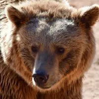 Εμφάνιση αρκούδας στην περιοχή «Τσακάλια» της Δημοτικής Κοινότητας Γρεβενών