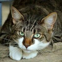 Βόλος: Σκότωσε γάτα και την πέταξε στα σκουπίδια – Θα πληρώσει 30.000 ευρώ