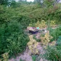 Εντοπίστηκε φυτεία δενδρυλλίων κάνναβης αποτελούμενη από -29- δενδρύλλια, σε αγροτική περιοχή των Γρεβενών και συνελήφθησαν τρία (3) άτομα για καλλιέργεια δενδρυλλίων κάνναβης