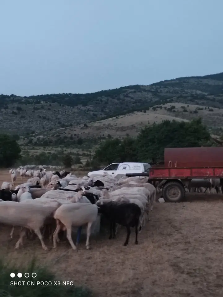 Eordaialive.com - Τα Νέα της Πτολεμαΐδας, Εορδαίας, Κοζάνης Μεσόβουνο Εορδαίας: Επιστράτευσαν ''τρακτέρ'' οι κτηνοτρόφοι για να ποτίσουν τα ζωντανά τους! - Για αδιαφορία καταγγέλλουν τον Πρόεδρο της Τ.Κ