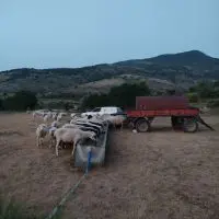 Μεσόβουνο Εορδαίας: Επιστράτευσαν ''τρακτέρ'' οι κτηνοτρόφοι για να ποτίσουν τα ζωντανά τους! - Για αδιαφορία καταγγέλλουν τον Πρόεδρο της Τ.Κ