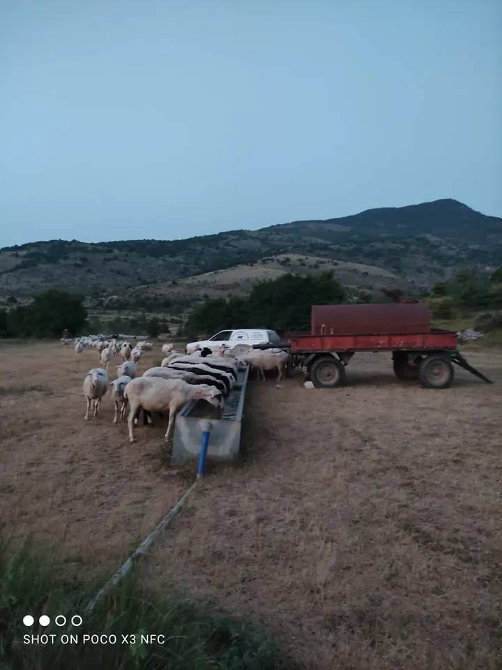 Μεσόβουνο Εορδαίας: Επιστράτευσαν ''τρακτέρ'' οι κτηνοτρόφοι για να ποτίσουν τα ζωντανά τους! - Για αδιαφορία καταγγέλλουν τον Πρόεδρο της Τ.Κ