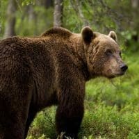 Προσοχή: Αρκούδες κυκλοφορούν σε κατοικημένες περιοχές της Π.Ε. Φλώρινας - Eordaialive.com