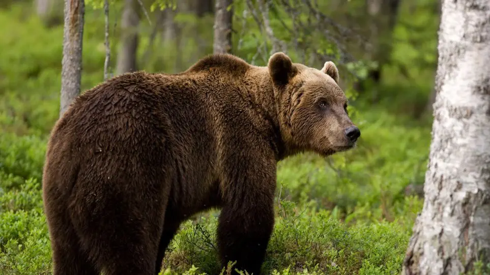 Προσοχή: Αρκούδες κυκλοφορούν σε κατοικημένες περιοχές της Π.Ε. Φλώρινας