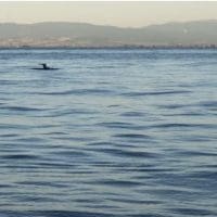 Μεγαλόσωμα δελφίνια τράβηξαν τα βλέμματα στην παραλία της Θεσσαλονίκης