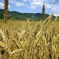 Εορδαία: Η χειρότερη χρονιά για τα σιτηρά – Μείωση παραγωγής έως και 60%