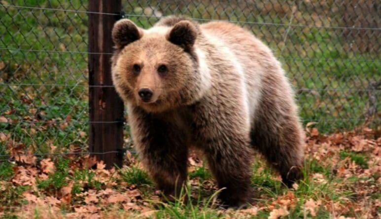 Αρκούδα στο Μικρόκαστρο Κοζάνης επιτέθηκε τρεις φορές σε ζώα