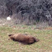 Εντοπισμός νεκρής αρκούδας & εμφάνιση αρκούδας με το μικρό της σε περιαστική περιοχή του Δήμου Κοζάνης