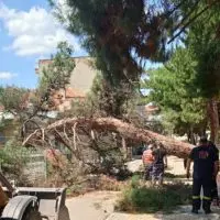 Πτολεμαΐδα: Αναστατώθηκαν κάτοικοι από την πτώση μεγάλου δέντρου στο πάρκο Χρηστίδη