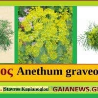 ΑΝΗΘΟΣ -ΑΝΗΣΟΝ Anethum graveolens Ιατροφαρμακευτικές ιδιότητες - Eordaialive.com