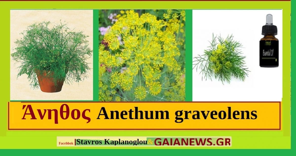 ΑΝΗΘΟΣ -ΑΝΗΣΟΝ Anethum graveolens Ιατροφαρμακευτικές ιδιότητες - Eordaialive.com