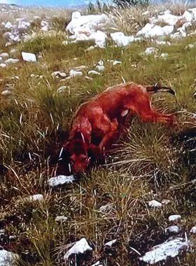 Eordaialive.com - Τα Νέα της Πτολεμαΐδας, Εορδαίας, Κοζάνης Χάθηκε σκύλος στην περιοχή Βοσκοχωρίου Κοζάνης - Μπορείς να βοηθήσεις;