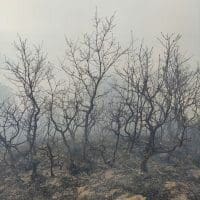 eordaialive.com: Πυρκαγιά στο πεδίο βολής Μεσοβούνου Εορδαίας (φωτο - βίντεο) - Eordaialive.com
