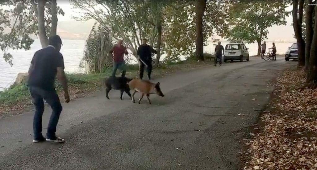 Αγριογούρουνα βγήκαν “βόλτα” στη λίμνη της Καστοριάς (video)