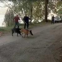 Αγριογούρουνα βγήκαν “βόλτα” στη λίμνη της Καστοριάς (video)