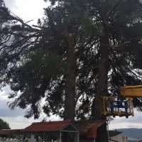 eordaialive.com: Πτολεμαΐδα - Κοπή επικίνδυνων δέντρων (βίντεο)