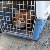 Κίρα: Η αλεπού που “αναστήθηκε” από εθελοντές στην Καστοριά (video)