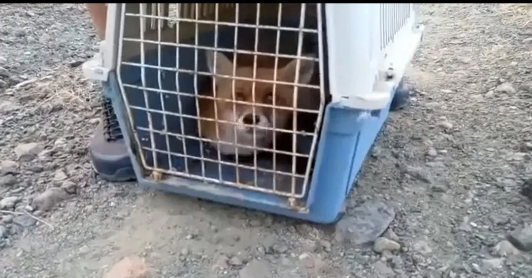 Κίρα: Η αλεπού που “αναστήθηκε” από εθελοντές στην Καστοριά (video)
