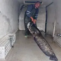 Κοζάνη: Ψάρεψε γουλιανό 123 κιλά στην λίμνη Πολυφύτου