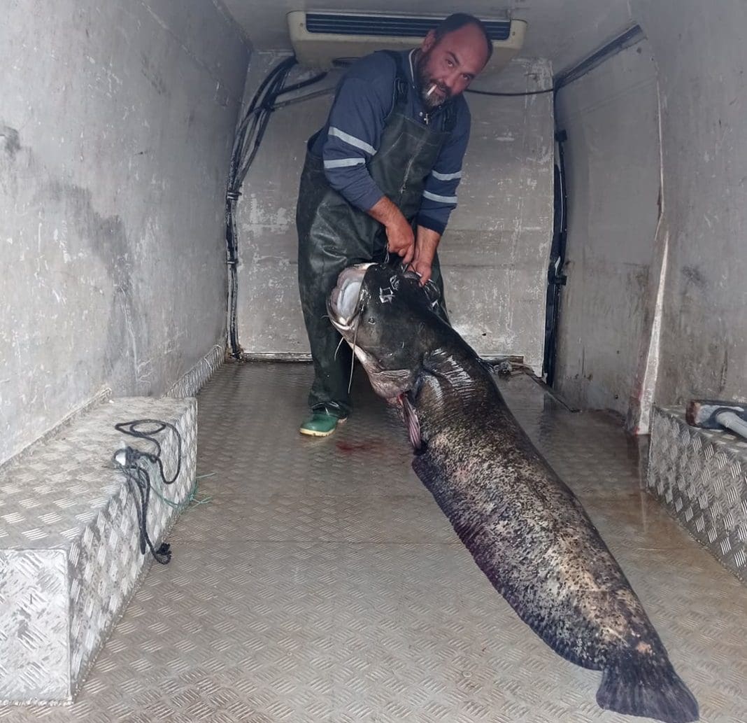 Κοζάνη: Ψάρεψε γουλιανό 123 κιλά στην λίμνη Πολυφύτου
