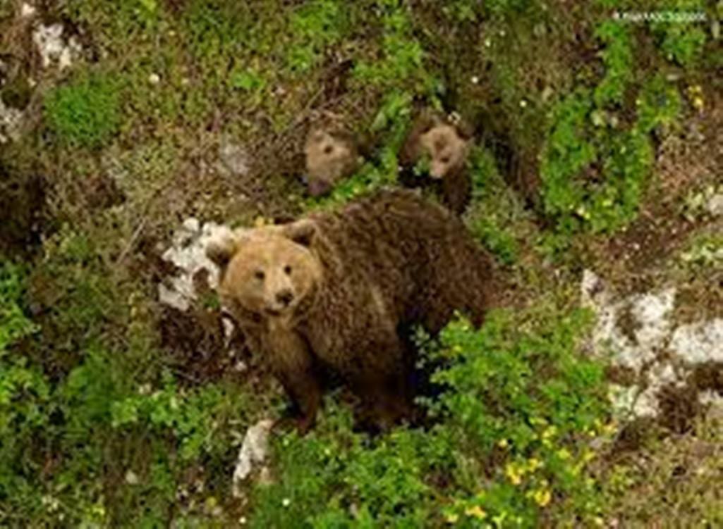 Κοζάνη: Αρκούδα δάγκωσε κυνηγό
