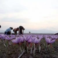 Κρόκος Κοζάνης: Γιατί αυξάνεται 10% η τιμή του από τις αρχές του 2022
