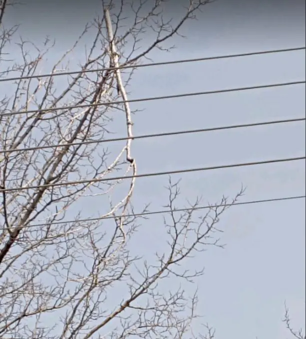 Eordaialive.com - Τα Νέα της Πτολεμαΐδας, Εορδαίας, Κοζάνης Καταγγελία πολίτη : Επικίνδυνο δέντρο κοντά σε σχολεία - Πτώση κλαδιών στους δρόμους - Και στα ηλεκτροφόρα καλώδια της ΔΕΗ- Εκκληση προς τους αρμόδιους φορείς (εικόνα)
