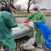 Καστοριά: Δειγματοληψίες για τη γρίπη των πτηνών - Eordaialive.com