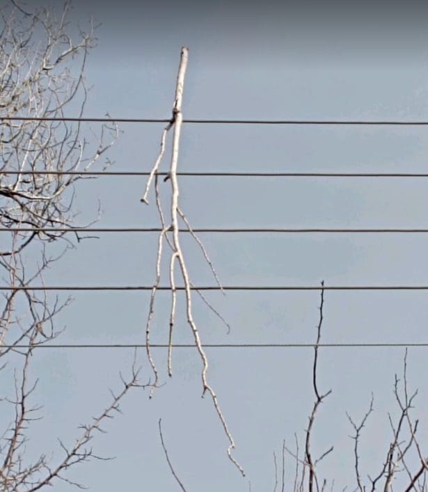Eordaialive.com - Τα Νέα της Πτολεμαΐδας, Εορδαίας, Κοζάνης Καταγγελία πολίτη : Επικίνδυνο δέντρο κοντά σε σχολεία - Πτώση κλαδιών στους δρόμους - Και στα ηλεκτροφόρα καλώδια της ΔΕΗ- Εκκληση προς τους αρμόδιους φορείς (εικόνα)