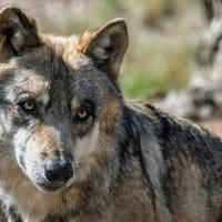 Πτολεμαΐδα: Πολυάριθμη αγέλη λύκων παραμονεύει έξω από κτηνοτροφικές μονάδες