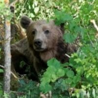 Πτολεμαΐδα: Aρκούδα “ρημάζει” τις κερασιές